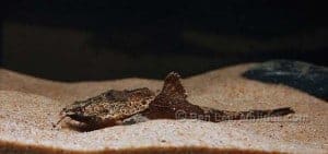 Bunocephalus verrucosus - Craggy Banjo Catfish