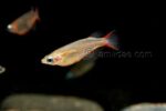 Oryzias woworae – Daisy’s Ricefish
