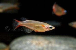 Oryzias woworae – Daisy’s Ricefish