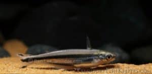 Pareutropius buffei - Three Striped African Glass Catfish