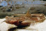 Platystacus cotylephorus - Female