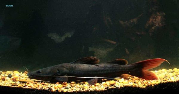 Hemibagrus wychioides – Asian Redtail Catfish