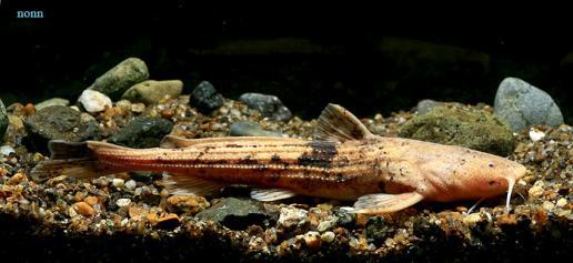Acrochordonichthys septentrionalis - Maeklong Chameleon Catfish