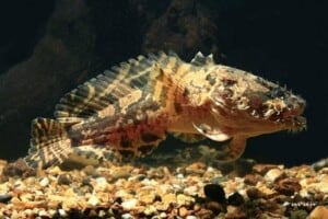 Allenbatrachus grunniens - Grunting Toadfish