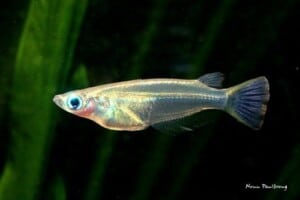 Oryzias javanicus - Javanese Ricefish