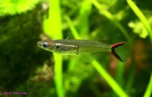 Oryzias mekongensis – Mekong Ricefish