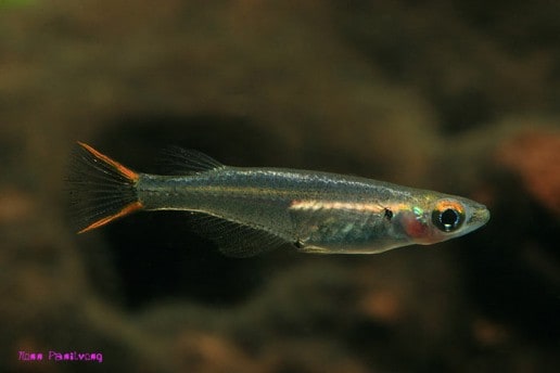 Oryzias songkhramensis – Songkhram Ricefish