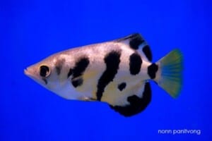 Toxotes microlepis - Smallscale Archerfish