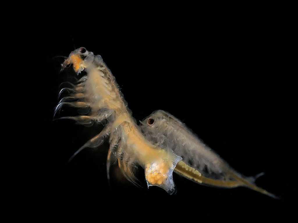 Artemia salina - Brine Shrimp