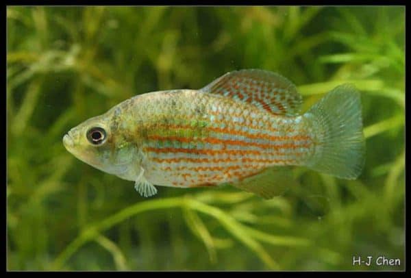 Jordanella floridae - American-Flag Fish - Male