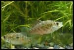Jordanella floridae - American-Flag Fish - Male and Female