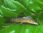 Syncrossus beauforti – Chameleon Loach