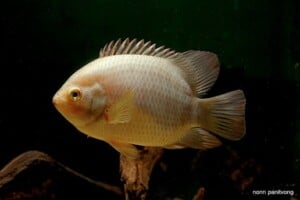 Pristolepis grootii - Indonesian Leaffish