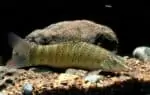 Syncrossus beauforti – Chameleon Loach