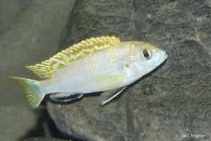 Labidochromis sp. Perlmutt - Male