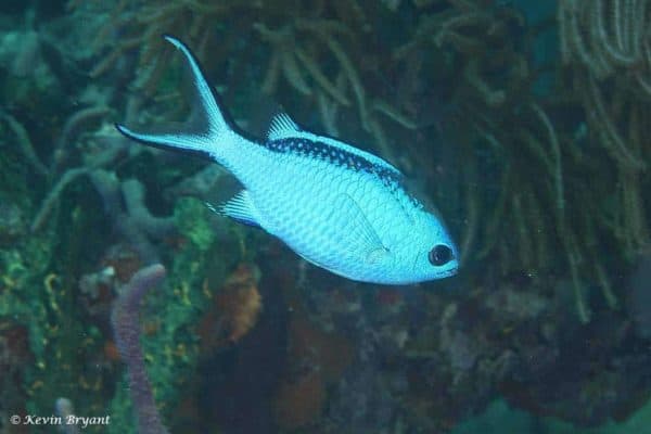 Azurina cyanea – Blue Chromis