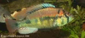 Haplochromis aeneocolor - male