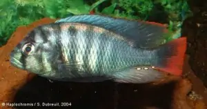 Haplochromis rufocaudalis - Saa Nane - male