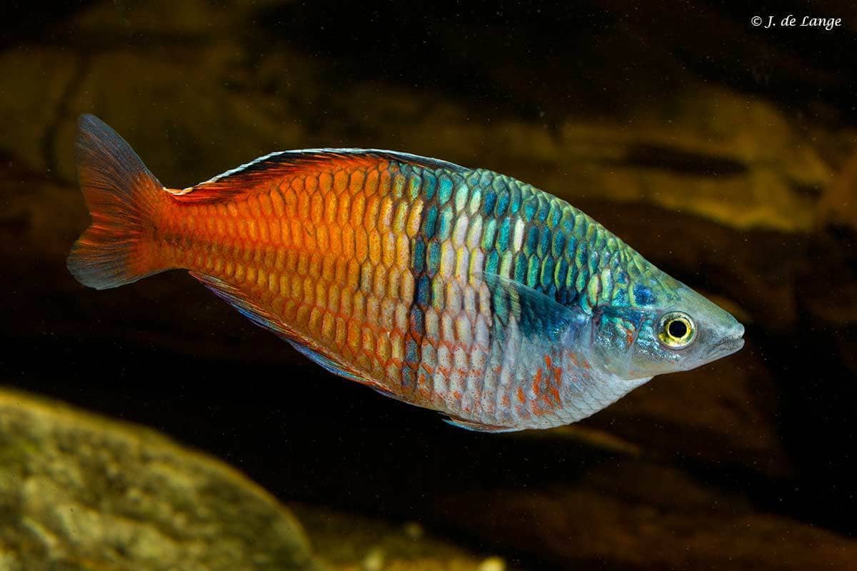 Melanotaenia boesemani - Boeseman's Rainbowfish