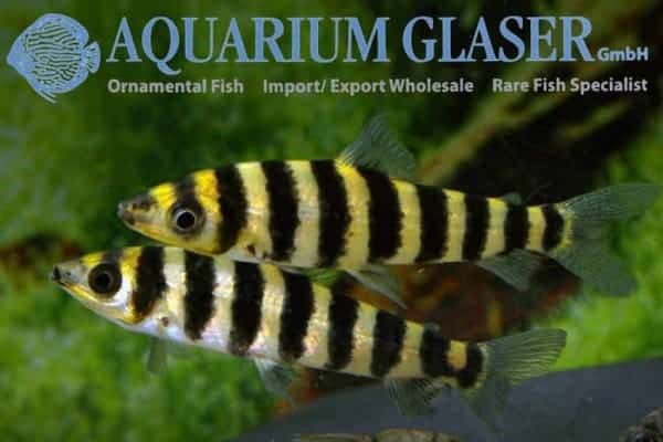 Leporinus affinis