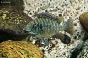 Petrochromis macrognathus - Kachese