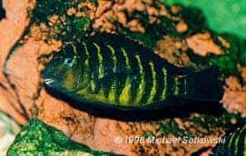 Tropheus brichardi Mpimbwe