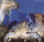 Atya gabonensis - Vampire Shrimp
