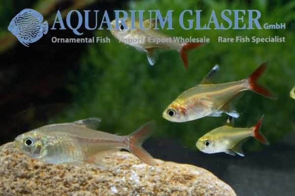 Hyphessobrycon axelrodi - Calypso Tetra