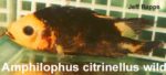 Amphilophus citrinellus - wild-caught