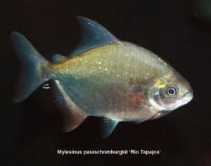 Mylesinus paraschomburgkii - Rio Tapajos