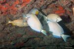 Acanthurus bahianus – Barber Surgeonfish at the cleaning station