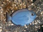 Acanthurus mata – Elongate Surgeonfish - Juvenile
