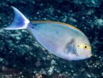 Acanthurus mata – Elongate Surgeonfish