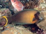 Acanthurus pyroferus – Chocolate Surgeonfish