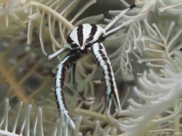 Allogalathea elegans - Crinoid Squat Lobster