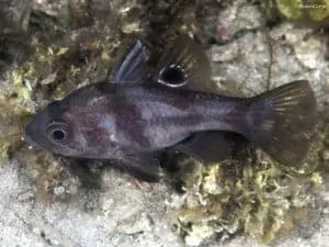 Apogonichthyoides melas – Black Cardinalfish