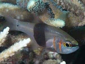 Taeniamia zosterophora - Blackbelted Cardinalfish