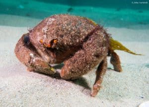 Austrodromidia octodentata - Bristled Sponge Crab