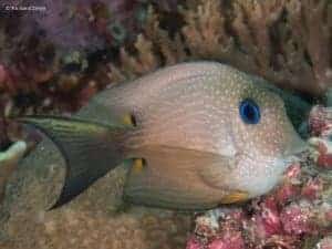 Ctenochaetus binotatus – Twospot Surgeonfish
