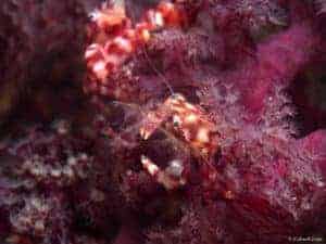 Lissoporcellana nakasonei - Soft Coral Porcelain Crab