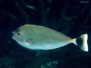 Naso brevirostris - Spotted Unicornfish