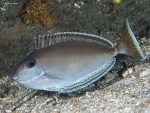 Naso lopezi - Elongate Unicornfish