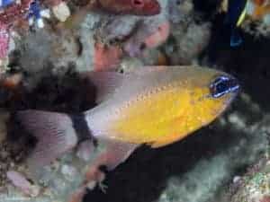 Ostorhinchus aureus – Ring-tailed Cardinalfish