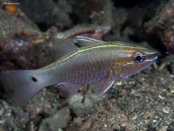 Ostorhinchus hartzfeldii - Hartzfeld’s Cardinalfish
