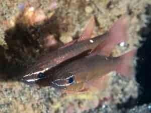 Ostorhinchus moluccensis - Moluccan Cardinalfish