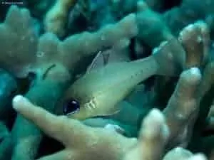 Ostorhinchus sealei - Seale’s Cardinalfish