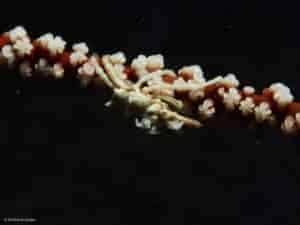 Xenocarcinus tuberculatus - Whip Coral Spider Crab