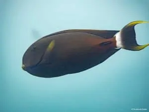 Acanthurus fowleri - Fowler’s Surgeonfish