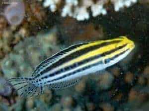 Meiacanthus grammistes - Striped Poison-fang Blenny
