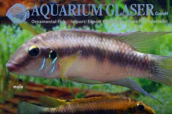 Wallaceochromis rubrolabiatus - Dinkinya - Male
